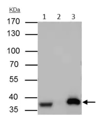 Immunoprecipitation - Anti-APE1 antibody (AB137708)