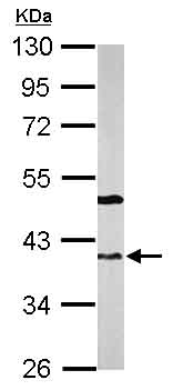 Western blot - Anti-APE1 antibody (AB137708), expandable thumbnail