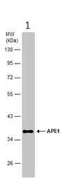 Western blot - Anti-APE1 antibody (AB137708)