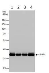 Western blot - Anti-APE1 antibody (AB137708)