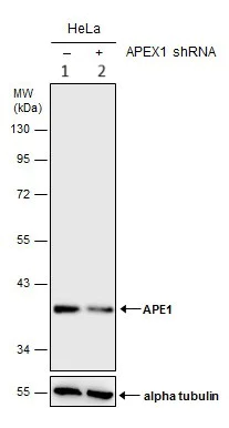 Western blot - Anti-APE1 antibody (AB137708)
