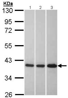 Western blot - Anti-APE1 antibody (AB137708), expandable thumbnail