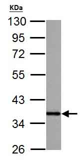 Western blot - Anti-APE1 antibody (AB137708), expandable thumbnail