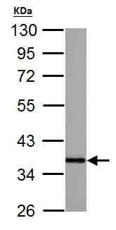 Western blot - Anti-APE1 antibody (AB137708)