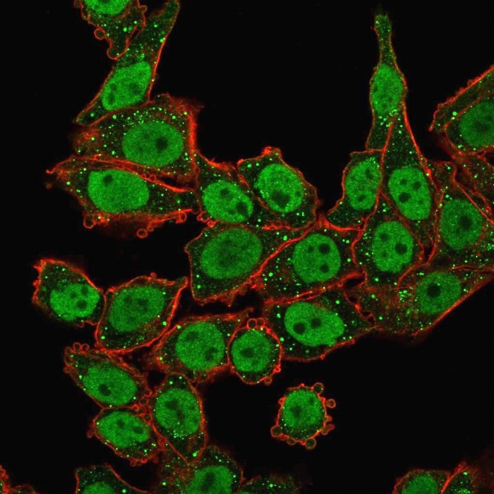 Immunocytochemistry/ Immunofluorescence - Anti-APE1 antibody [CPTC-APEX1-2] (AB268072), expandable thumbnail