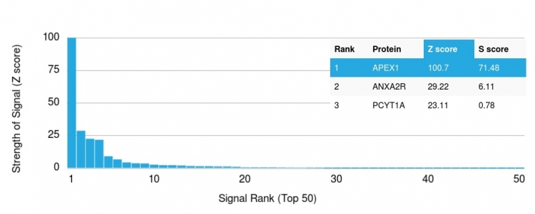 Protein Array - Anti-APE1 antibody [CPTC-APEX1-2] (ab268072), expandable thumbnail