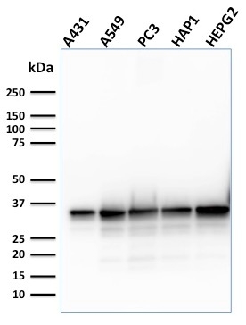 Western blot - Anti-APE1 antibody [CPTC-APEX1-2] (AB268072), expandable thumbnail