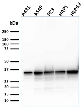 Western blot - Anti-APE1 antibody [CPTC-APEX1-2] (AB268072)