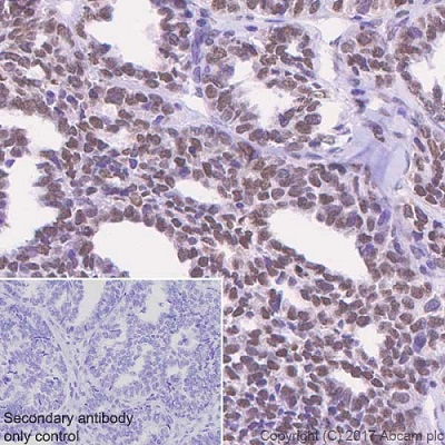 Immunohistochemistry (Formalin/PFA-fixed paraffin-embedded sections) - Anti-APE1 antibody [EPR18378-45] - BSA and Azide free (AB227062)