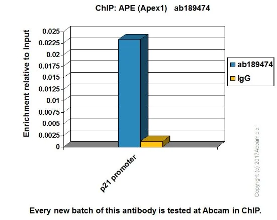 ChIP - Anti-APE1 antibody [EPR18378-45] - ChIP Grade (AB189474)