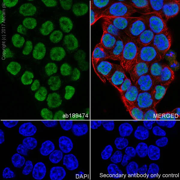 Immunocytochemistry/ Immunofluorescence - Anti-APE1 antibody [EPR18378-45] - ChIP Grade (AB189474)