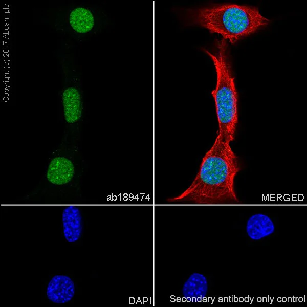 Immunocytochemistry/ Immunofluorescence - Anti-APE1 antibody [EPR18378-45] - ChIP Grade (AB189474)