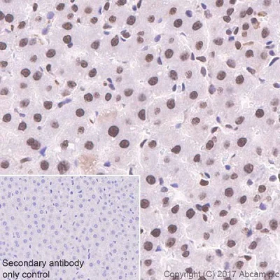 Immunohistochemistry (Formalin/PFA-fixed paraffin-embedded sections) - Anti-APE1 antibody [EPR18378-45] - ChIP Grade (AB189474)