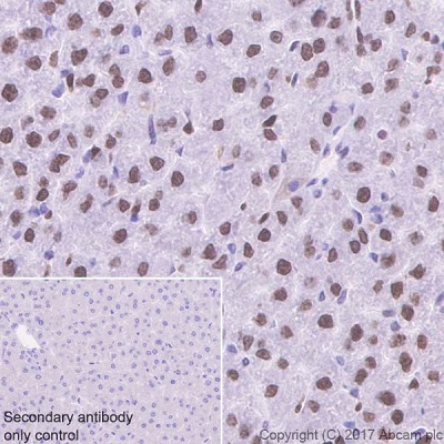 Immunohistochemistry (Formalin/PFA-fixed paraffin-embedded sections) - Anti-APE1 antibody [EPR18378-45] - ChIP Grade (AB189474)