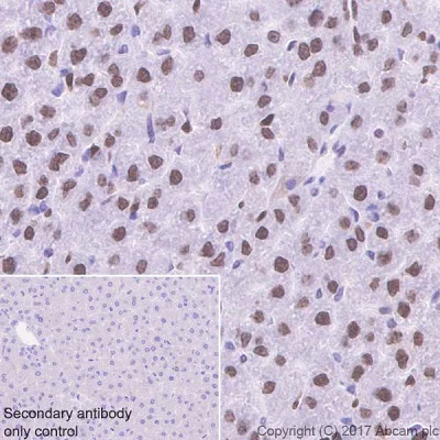 Immunohistochemistry (Formalin/PFA-fixed paraffin-embedded sections) - Anti-APE1 antibody [EPR18378-45] - ChIP Grade (AB189474)