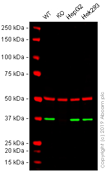 Western blot - Anti-APE1 antibody [EPR18378-45] - ChIP Grade (AB189474)