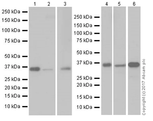Western blot - Anti-APE1 antibody [EPR18378-45] - ChIP Grade (AB189474)