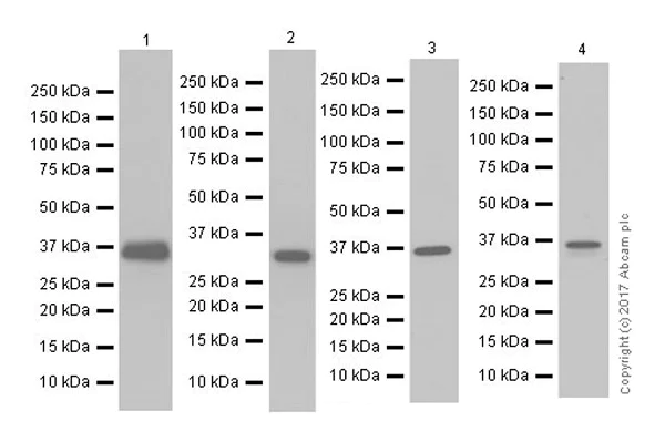 Western blot - Anti-APE1 antibody [EPR18378-45] - ChIP Grade (AB189474)