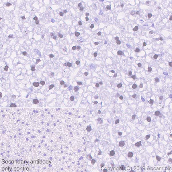 Anti-APE1 antibody [EPR4022] (ab92744) | Abcam