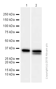 Western blot - Anti-APE1 antibody [EPR4022] (AB92744)
