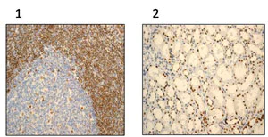 Immunohistochemistry (Formalin/PFA-fixed paraffin-embedded sections) - Anti-APE1 antibody [EPR4022] - BSA and Azide free (AB214805)