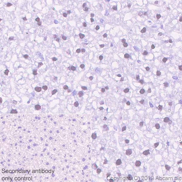 Immunohistochemistry (Formalin/PFA-fixed paraffin-embedded sections) - Anti-APE1 antibody [EPR4022] - BSA and Azide free (AB214805)