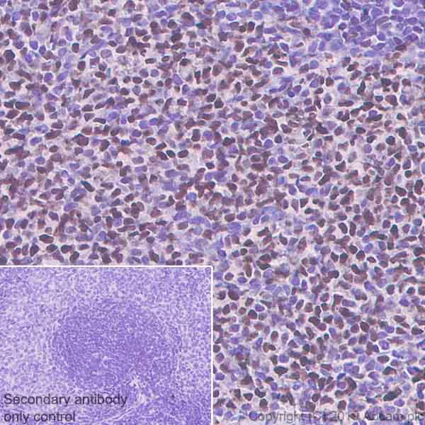 Immunohistochemistry (Formalin/PFA-fixed paraffin-embedded sections) - Anti-APE1 antibody [EPR4022] - BSA and Azide free (AB214805)