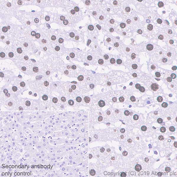 Immunohistochemistry (Formalin/PFA-fixed paraffin-embedded sections) - Anti-APE1 antibody [EPR4022] - BSA and Azide free (AB214805)