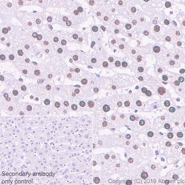Immunohistochemistry (Formalin/PFA-fixed paraffin-embedded sections) - Anti-APE1 antibody [EPR4022] - BSA and Azide free (AB214805)