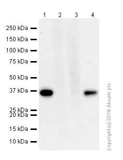 Western blot - Anti-APE1 antibody [EPR4022] - BSA and Azide free (AB214805)
