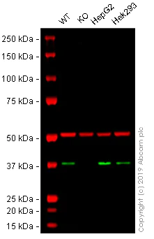 Western blot - Anti-APE1 antibody [EPR4022] - BSA and Azide free (AB214805)