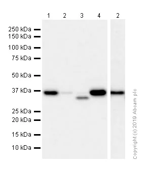 Western blot - Anti-APE1 antibody [EPR4022] - BSA and Azide free (AB214805)