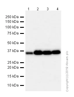 Western blot - Anti-APE1 antibody [EPR4022] - BSA and Azide free (AB214805)