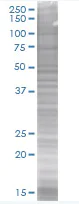 SDS-PAGE - APE1 overexpression 293T lysate (whole cell) (AB94250)