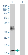 Western blot - Anti-APEG1 antibody (AB168746)