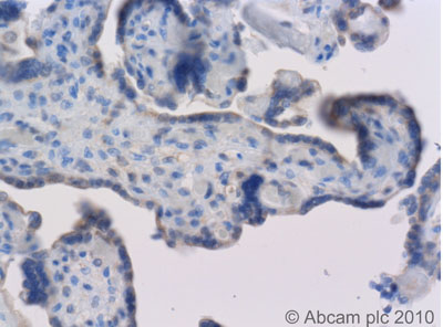 Immunohistochemistry (Formalin/PFA-fixed paraffin-embedded sections) - Anti-Apelin antibody (AB59469)