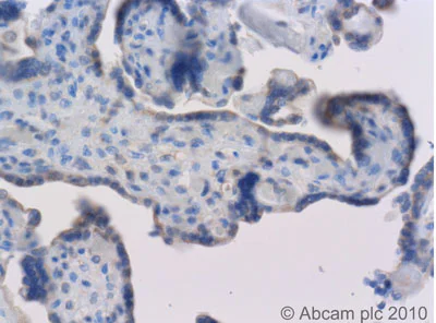 Immunohistochemistry (Formalin/PFA-fixed paraffin-embedded sections) - Anti-Apelin antibody (AB59469)