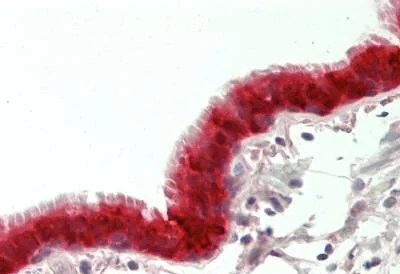 Immunohistochemistry (Formalin/PFA-fixed paraffin-embedded sections) - Anti-Apelin antibody - C-terminal (AB230536)