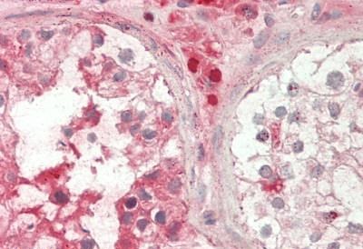 Immunohistochemistry (Formalin/PFA-fixed paraffin-embedded sections) - Anti-Apelin antibody - C-terminal (AB230536)