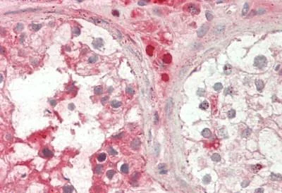 Immunohistochemistry (Formalin/PFA-fixed paraffin-embedded sections) - Anti-Apelin antibody - C-terminal (AB230536)