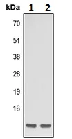 Western blot - Anti-Apelin antibody - C-terminal (AB230536)