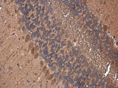 Immunohistochemistry (Formalin/PFA-fixed paraffin-embedded sections) - Anti-APG5L/ATG5 antibody (AB228668)