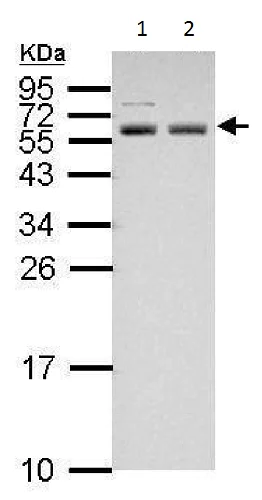 Western blot - Anti-APG5L/ATG5 antibody (AB228668)