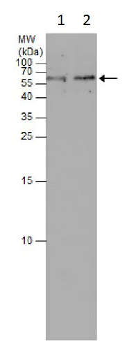 Western blot - Anti-APG5L/ATG5 antibody (AB228668)