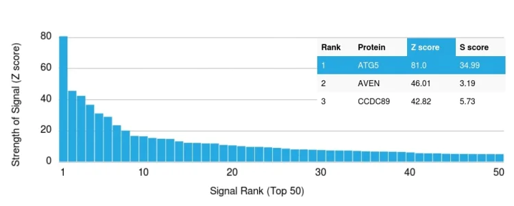 Protein Array - Anti-APG5L/ATG5 antibody [ATG5/2101] (AB238092)