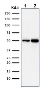 Western blot - Anti-APG5L/ATG5 antibody [ATG5/2101] (AB238092)