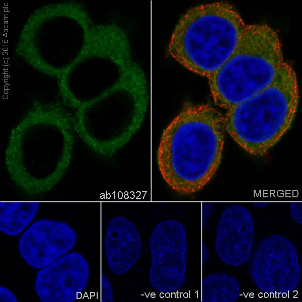 Immunocytochemistry/ Immunofluorescence - Anti-APG5L/ATG5 antibody [EPR1755(2)] (AB108327)