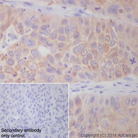 Immunohistochemistry (Formalin/PFA-fixed paraffin-embedded sections) - Anti-APG5L/ATG5 antibody [EPR1755(2)] (AB108327)
