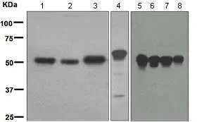 Western blot - Anti-APG5L/ATG5 antibody [EPR1755(2)] (AB108327)