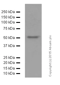 Western blot - Anti-APG5L/ATG5 antibody [EPR1755(2)] (AB108327)